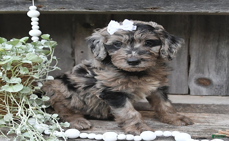 Aussiedoodle dogs for sale - Ad 3