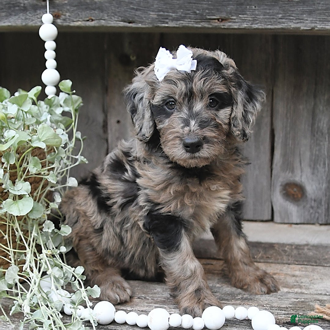 Aussiedoodle dogs for sale: Macy - Image 1