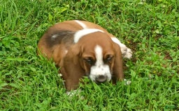 Basset Hound dogs for sale: Sheriff - Image 1