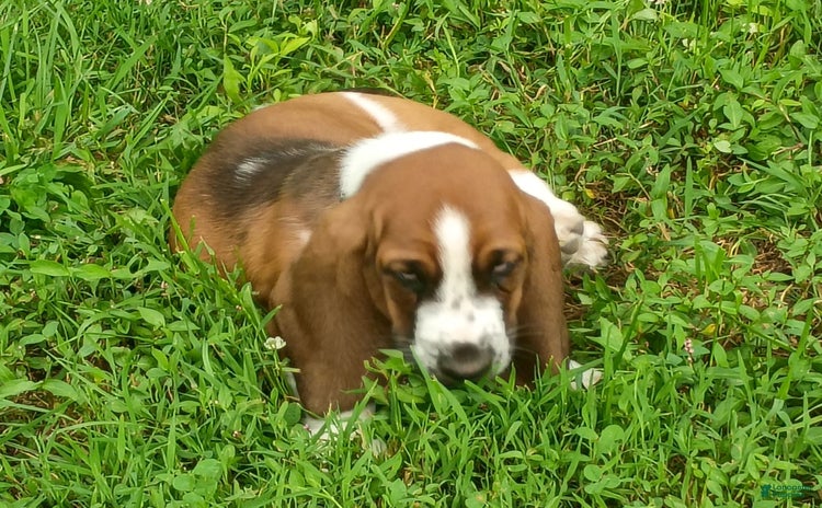 Basset Hound dogs for sale - Ad 4