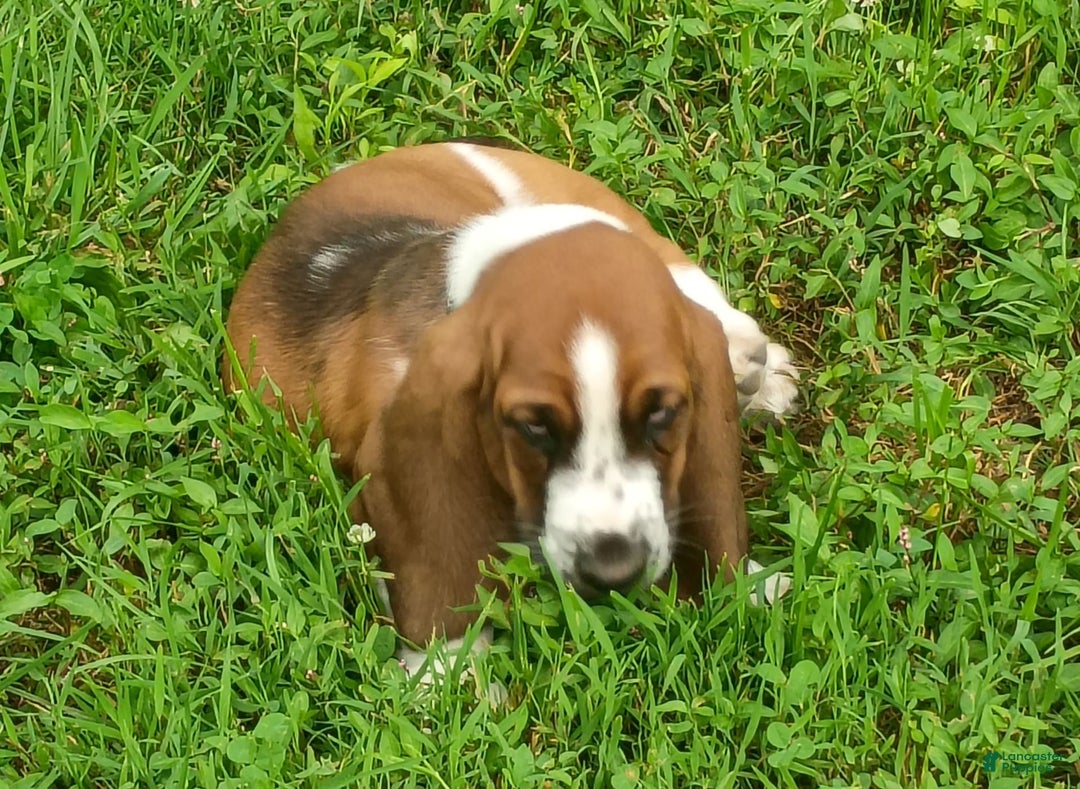 Basset Hound dogs for sale: Sheriff - Image 1