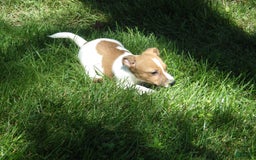 Jack Russell Terrier dogs for sale: Fillmore - Image 10