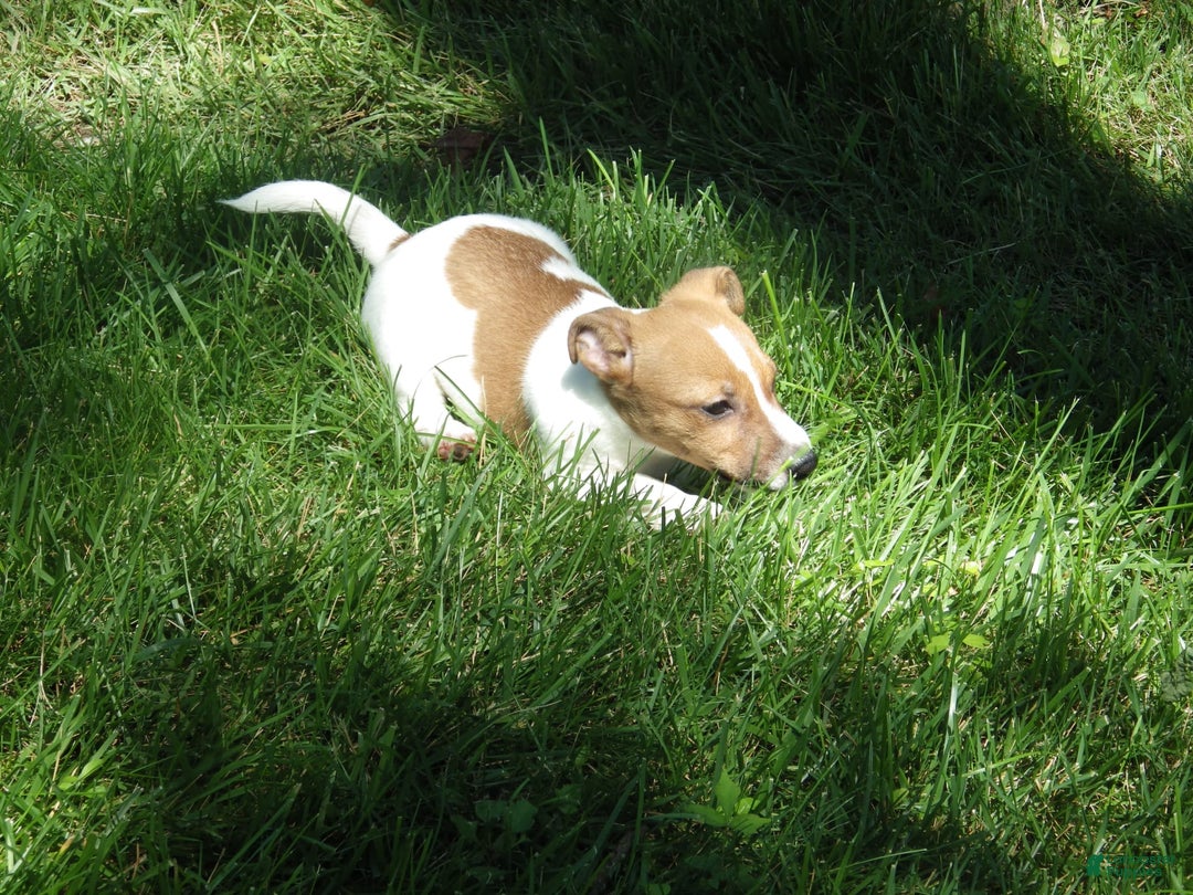 Jack Russell Terrier dogs for sale: Fillmore - Image 10