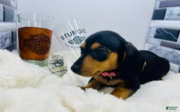 Miniature Dachshund dogs for sale: Jasmine - Image 6