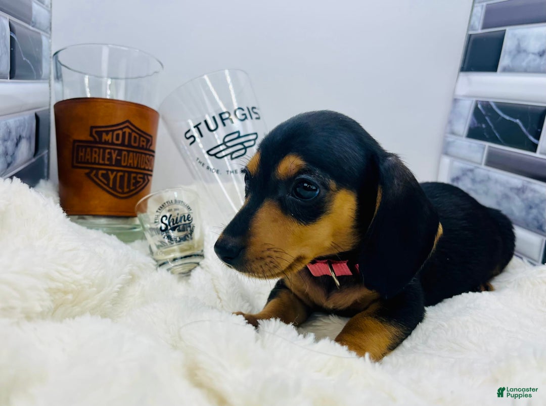 Miniature Dachshund dogs for sale: Jasmine - Image 6