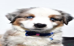 Miniature Australian Shepherd dogs for sale: Tundra - Image 3