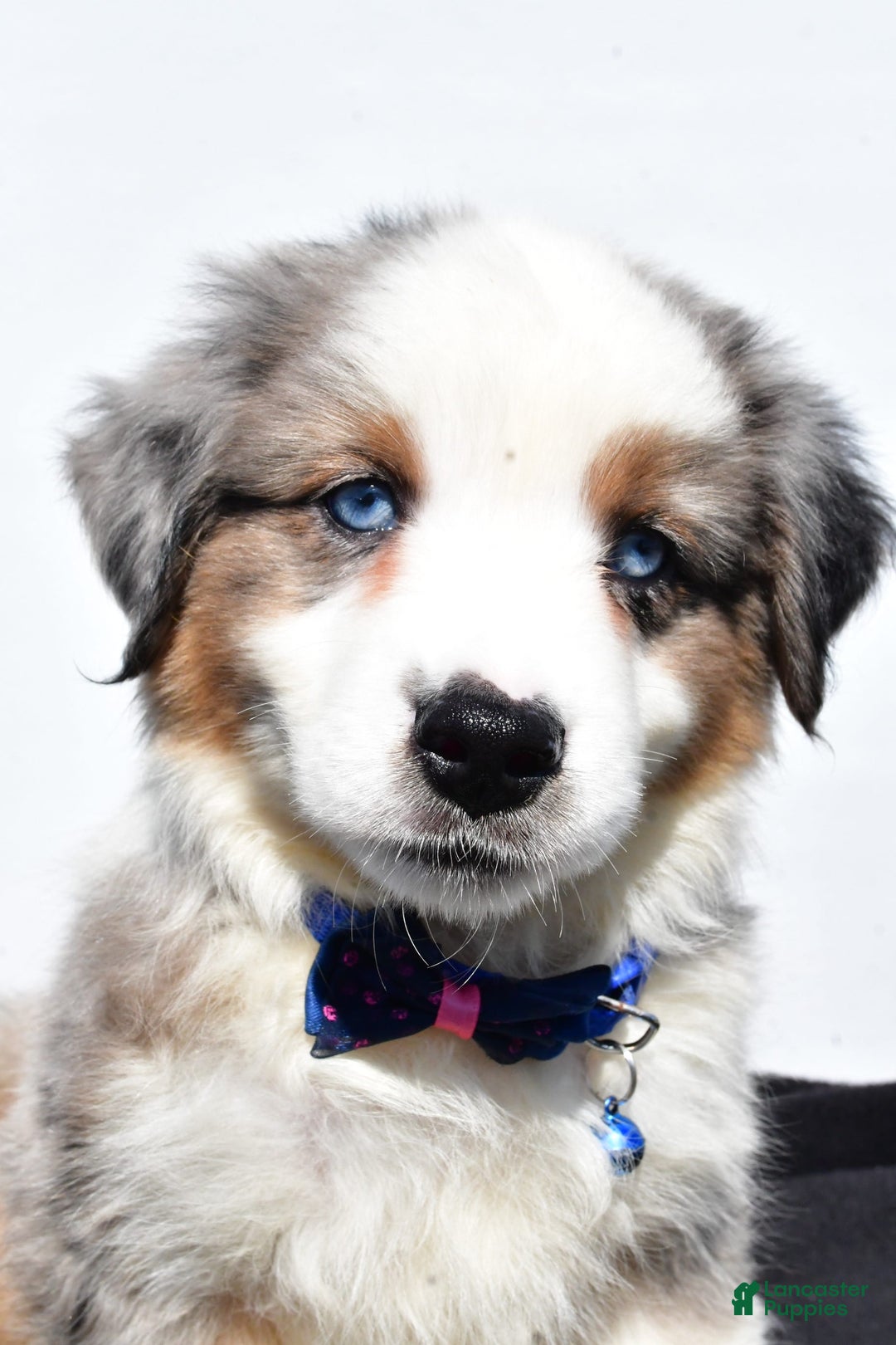 Miniature Australian Shepherd dogs for sale: Tundra - Image 3