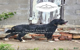 Bernedoodle dogs for sale: Christa - Image 11