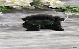 Schipperke dogs for sale: Kip - Image 1
