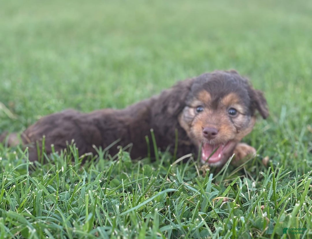Aussiedoodle dogs for sale: Carter - Image 2