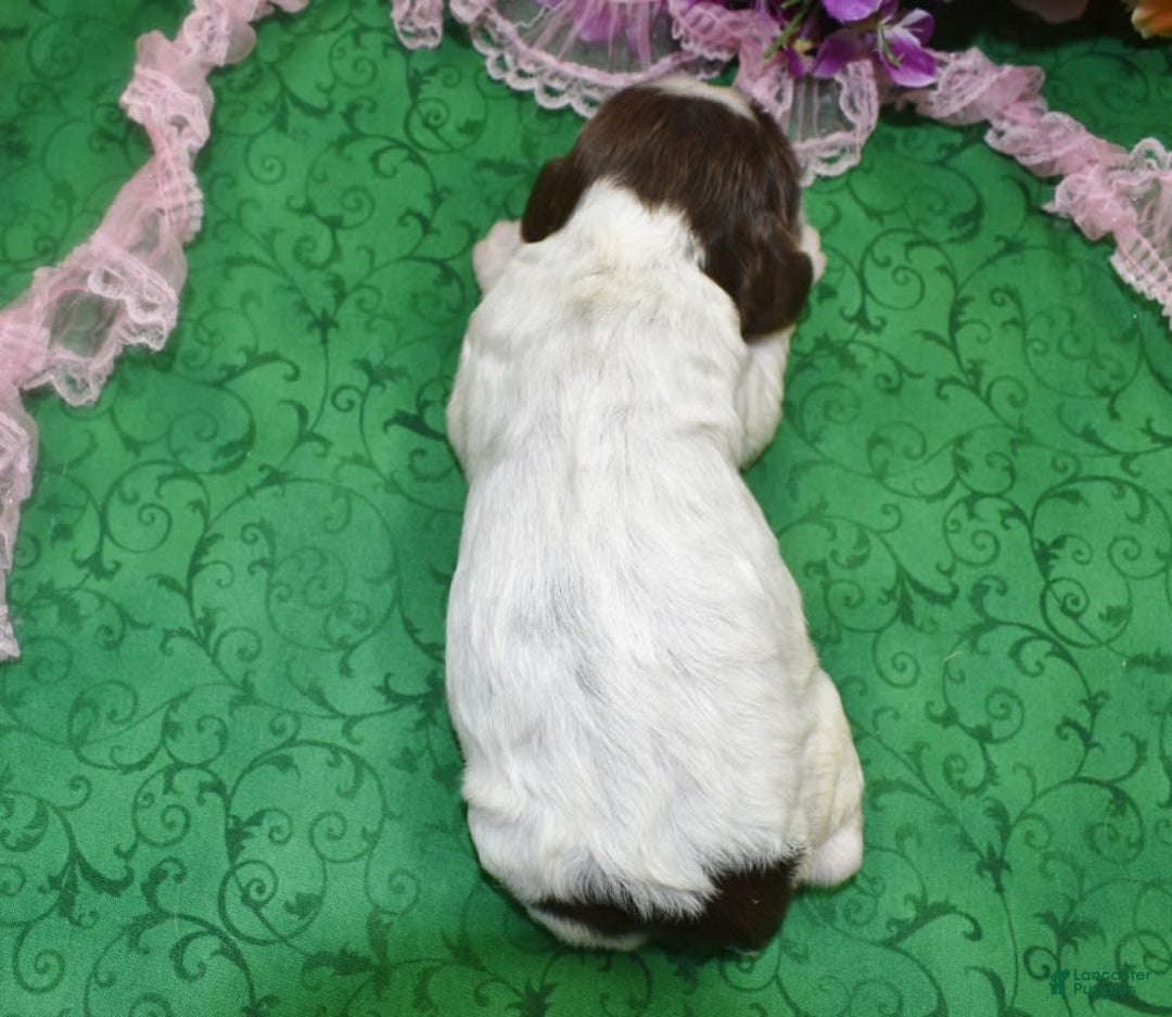 Cocker Spaniel dogs for sale: Biancachocolatetanparticockerpuppy - Image 1