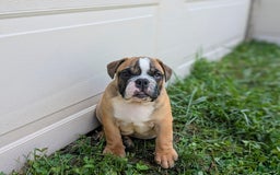 Olde English Bulldogge dogs for sale: Harley - Image 13