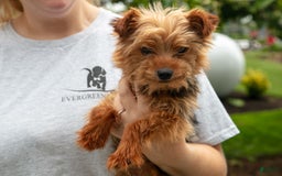 Shorkie dogs for sale: Hiccup - Image 7