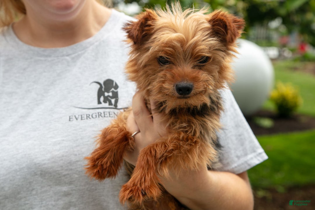 Shorkie dogs for sale: Hiccup - Image 7