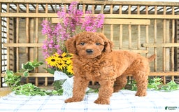Mini Goldendoodle dogs for sale: Kaiser - Image 2