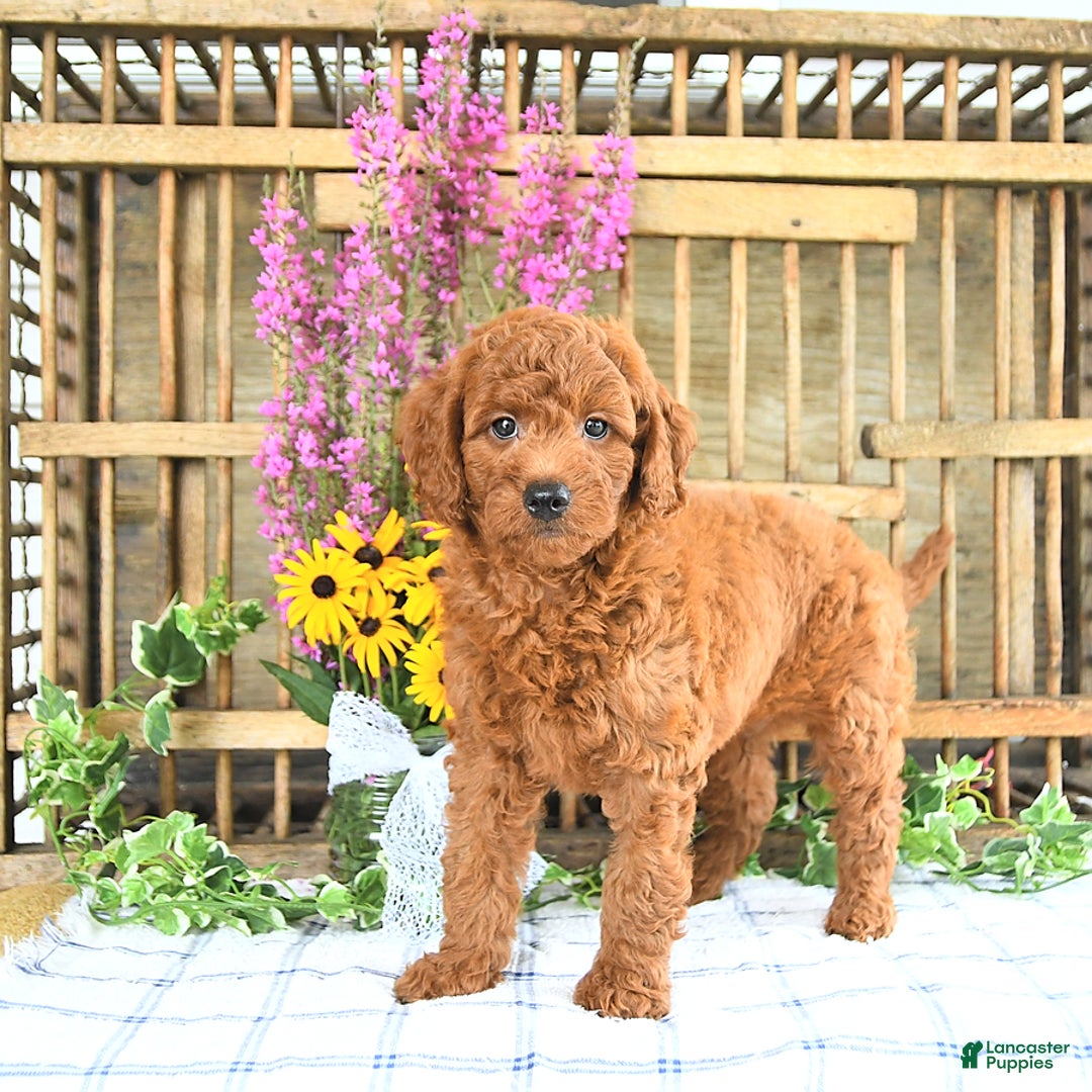 Mini Goldendoodle dogs for sale: Kaiser - Image 2