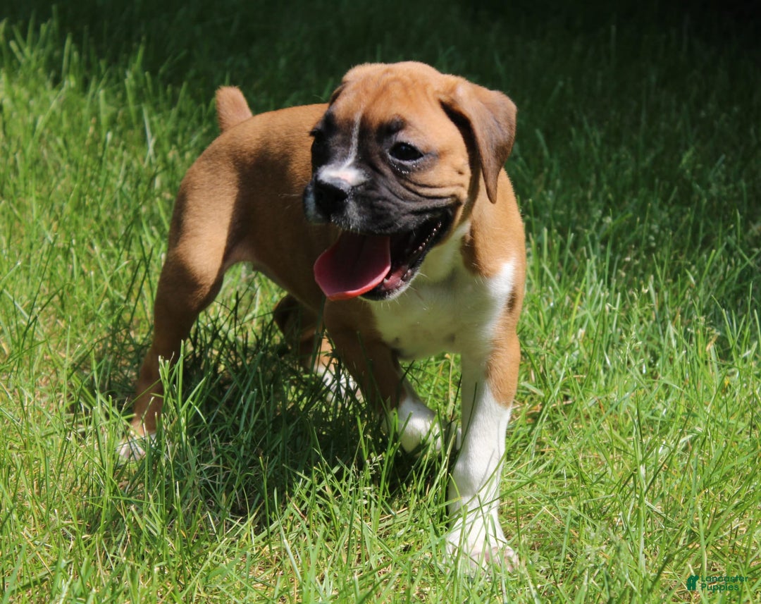 Boxer dogs for sale: Emma - Image 2