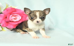 Chihuahua dogs for sale: Toby - Image 2