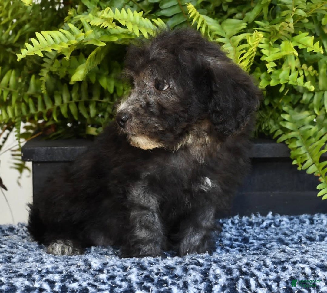 Havapoo dogs for sale: Moose - Image 1