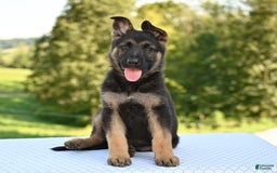 German Shepherd dogs for sale: Majestic - Image 1