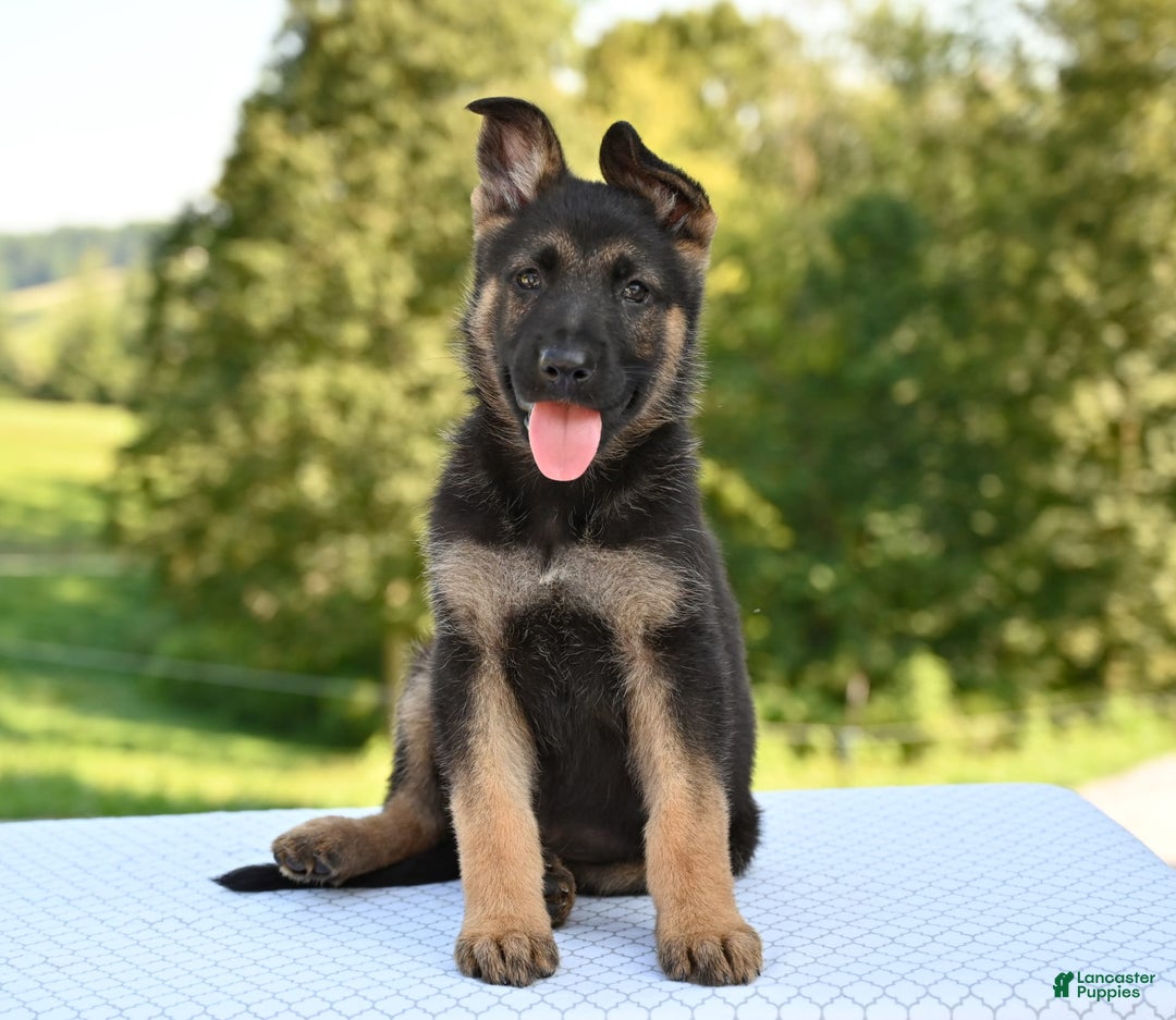 German Shepherd dogs for sale: Majestic - Image 1