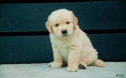 Golden Retriever dogs for sale: Wingnut Aka Red - Image 2