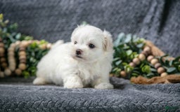 Maltese dogs for sale: Snowbell - Image 3