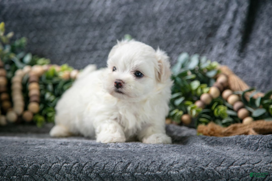 Maltese dogs for sale: Snowbell - Image 3