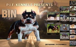 American Bully dogs for sale: Jasper - Image 5