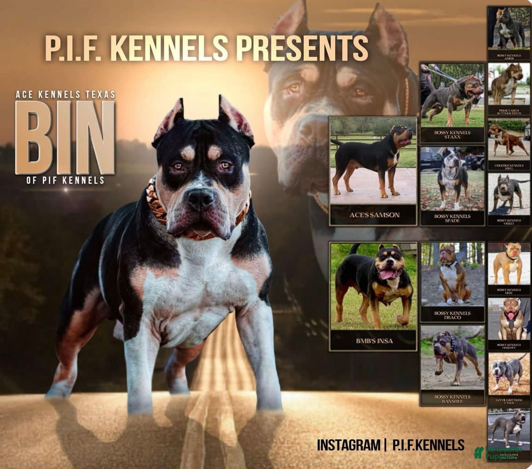 American Bully dogs for sale: Jasper - Image 5