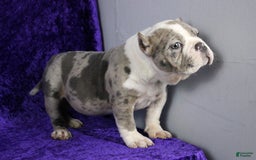 American Bully dogs for sale: Blue Merle Female - Image 2