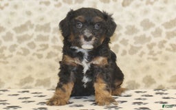 Mini Bernedoodle dogs for sale: Dustin - Image 3