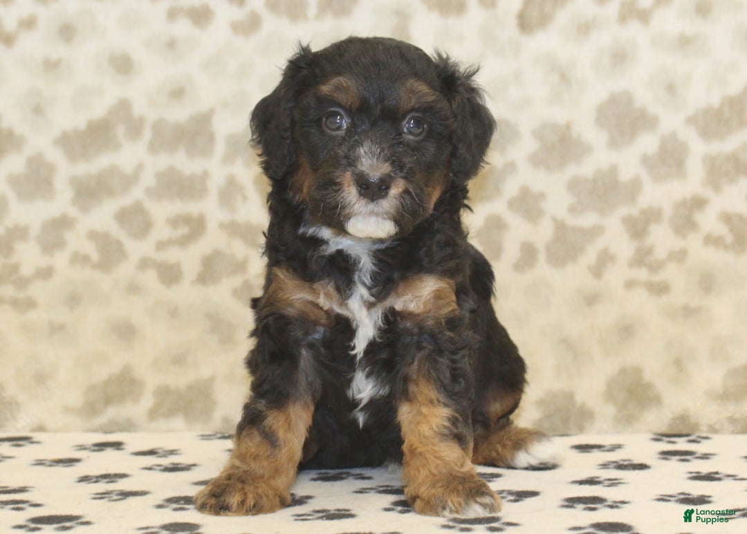 Mini Bernedoodle dogs for sale: Dustin - Image 3