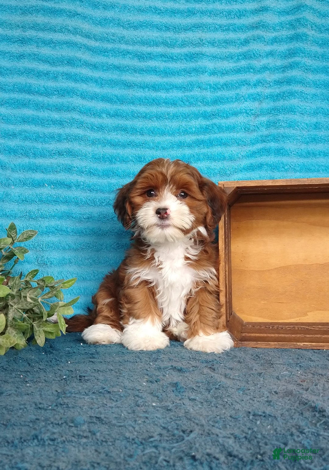 Havanese dogs for sale: Lilly - Image 2