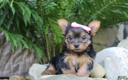 Yorkshire Terrier dogs for sale: Chelsy - Image 4