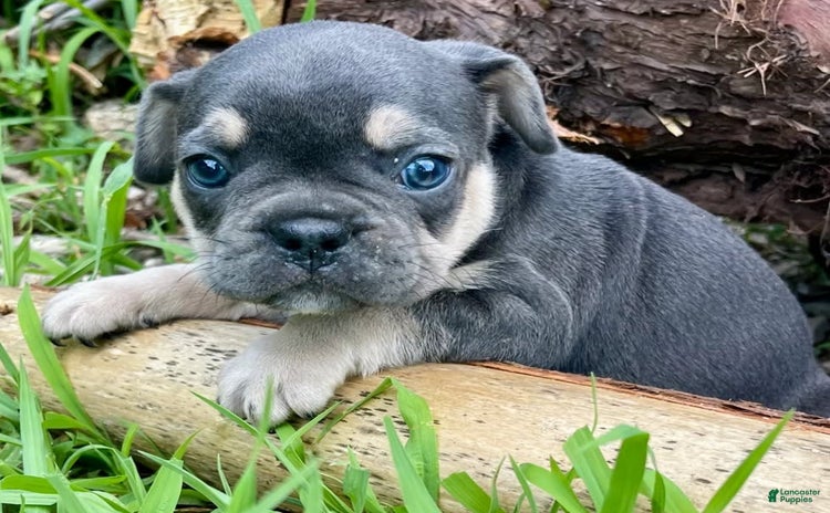 French Bulldog dogs for sale - Ad 1