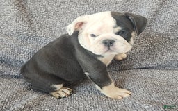 English Bulldog dogs for sale: Bailey - Image 2