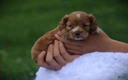 Cocker Spaniel dogs for sale: Fuji - Image 1