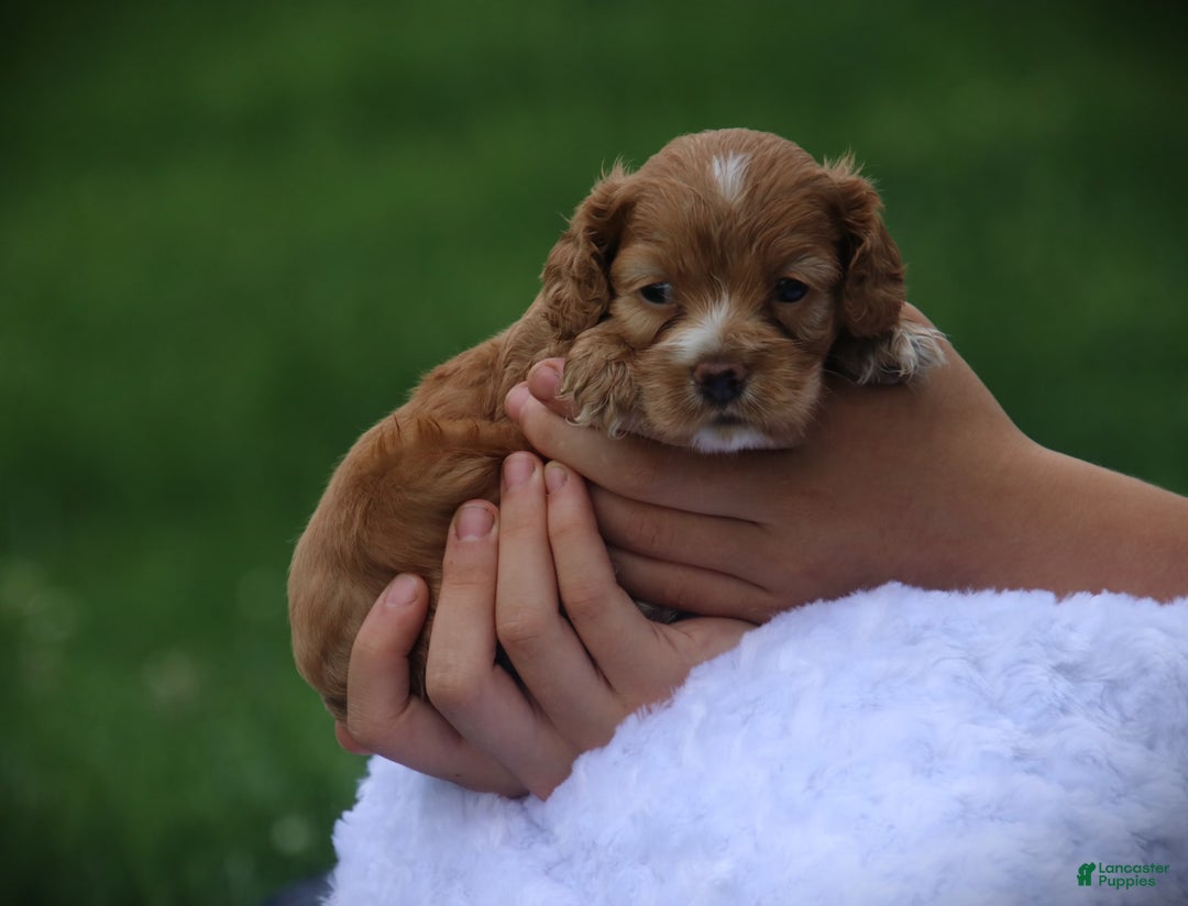 Cocker Spaniel dogs for sale: Fuji - Image 1