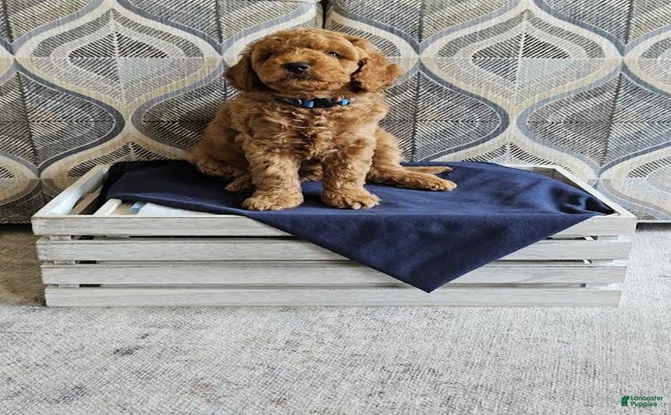 Mini Goldendoodle dogs for sale - Ad 1