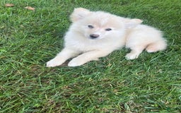 Pomsky dogs for sale: Mickey - Image 2