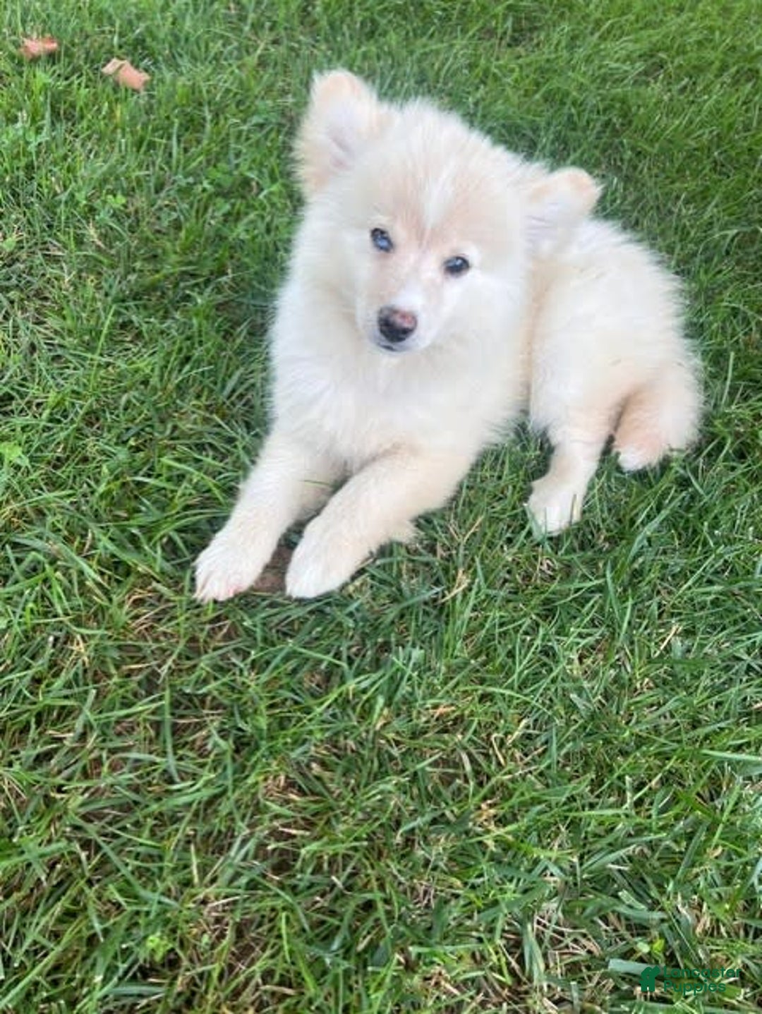 Pomsky dogs for sale: Mickey - Image 2