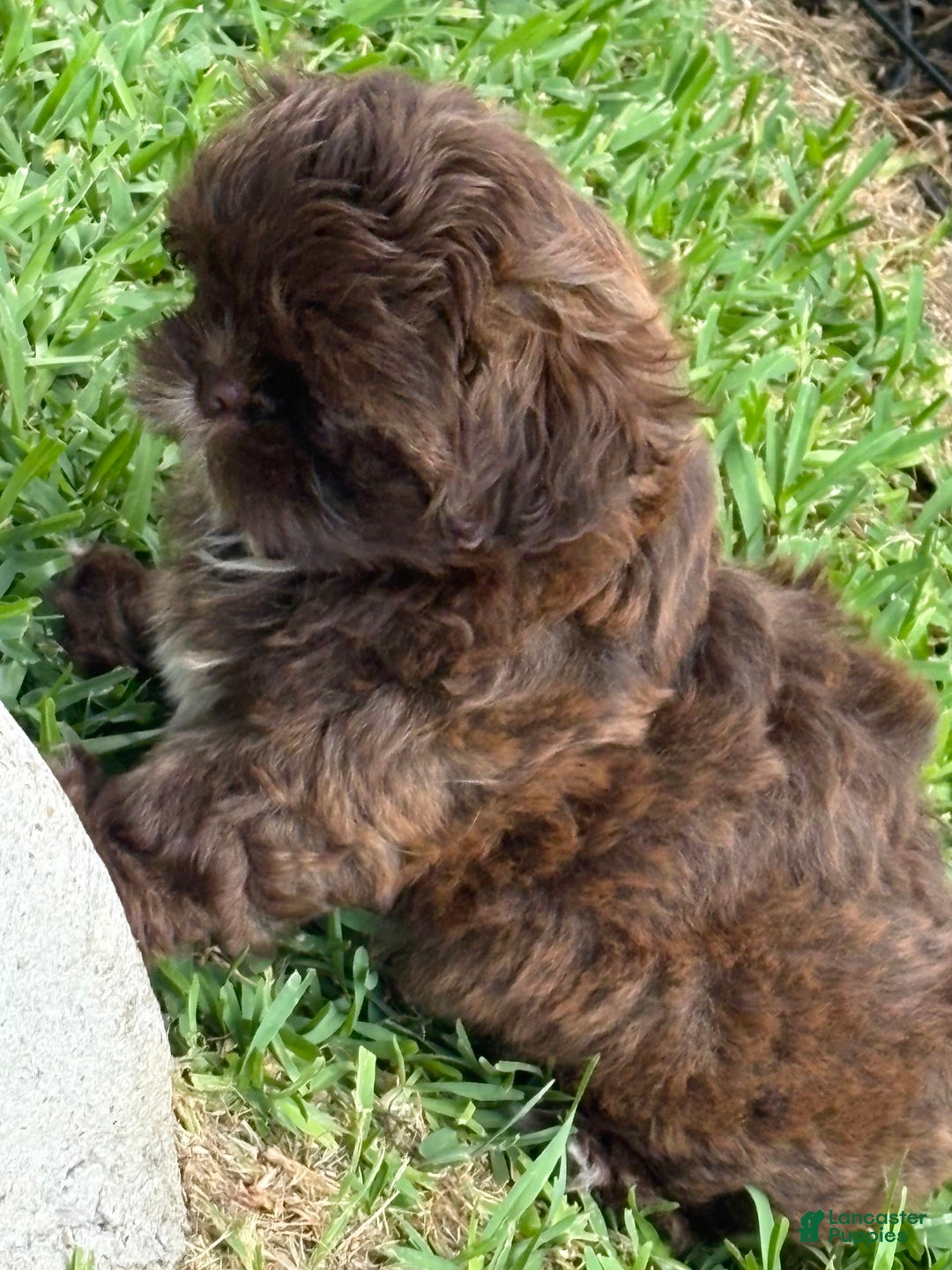 Shih Tzu dogs for sale: Kaylee - Image 4