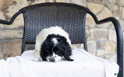 Cocker Spaniel dogs for sale: Mitsy - Image 7