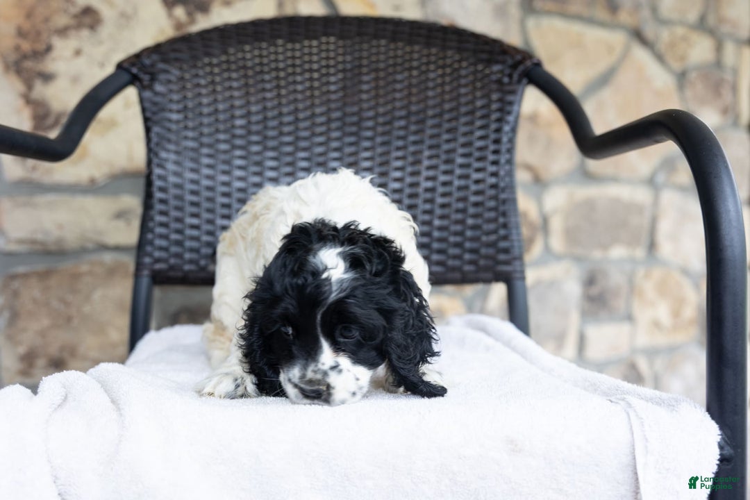 Cocker Spaniel dogs for sale: Mitsy - Image 7