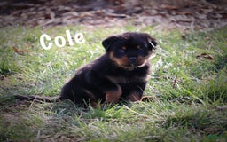 Rottweiler dogs for sale: Cole - Image 5