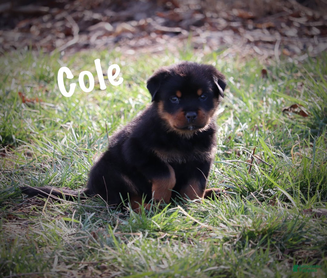 Rottweiler dogs for sale: Cole - Image 5
