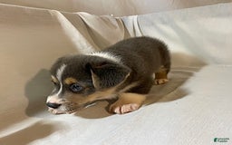Welsh Corgi Pembroke dogs for sale: Jasper - Image 3