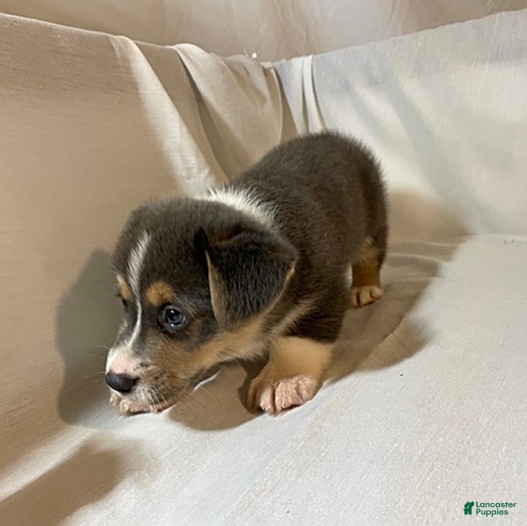 Welsh Corgi Pembroke dogs for sale: Jasper - Image 3