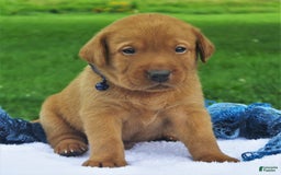 Labrador Retriever dogs for sale: Chipotle - Image 1